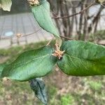 Viburnum carlesii Leaf