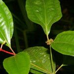 Miconia lateriflora Feuille