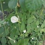 Clitoria ternatea Sonstige