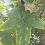 Luffa acutangula Leaf