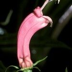 Centropogon cornutus Fleur