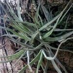 Tillandsia recurvata पत्ता