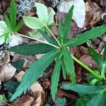 Helleborus viridis Лист
