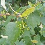 Tilia mongolica 葉