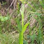 Pseudorchis albida Blüte