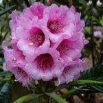 Rhododendron kesangiae Çiçek