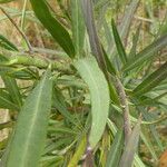 Gomphocarpus fruticosus Leaf