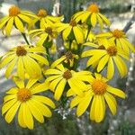 Senecio bombycopholisBlomst