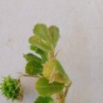 Medicago rigidula Likasa