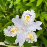 Iris japonica 花