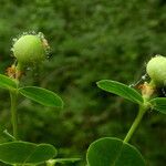 Euphorbia illirica Fruit