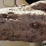 Harpullia arborea Bark