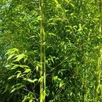 Phyllostachys aurea Hábito