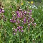 Desmodium canadense Blomst