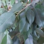 Ficus benjamina পাতা