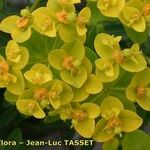 Euphorbia squamigera Virág