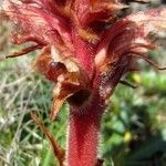 Orobanche alba Fula