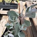 Kalanchoe pumila 葉