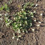 Gomphrena celosioides Агульны выгляд