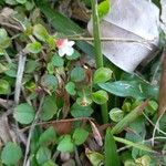 Vandellia diffusa Flower