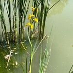 Iris pseudacorus ശീലം