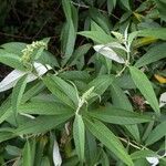 Buddleja albiflora Ліст