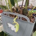 Stanhopea wardii Leaf