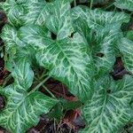 Arum pictumLeaf