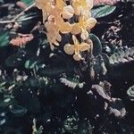 Pedicularis oederi Квітка