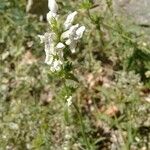 Stachys rectaCvet