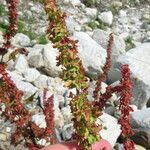 Rumex bucephalophorus Vili