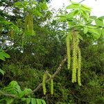 Juglans mandshurica Blomst