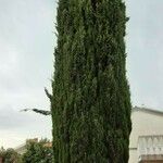 Cupressus sempervirens Hábito