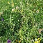 Camelina sativa Fruit