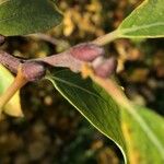 Salix bicolor Іншае