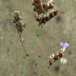 Limonium legrandii Drugo