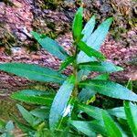 Cuphea racemosa 叶