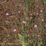 Vaccaria hispanica 形態