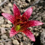 Lilium bolanderi Квітка