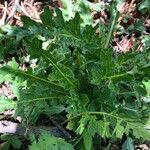 Cirsium scariosum Hoja