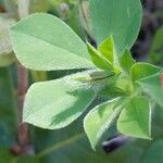 Tetragonolobus purpureus Leaf