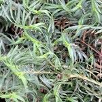 Lomandra obliqua Hoja