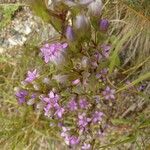 Gentianella ramosa Flower