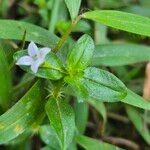 Oldenlandia corymbosa Leaf