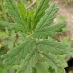 Teucrium scordium Blad