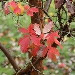 Acer griseum Blatt