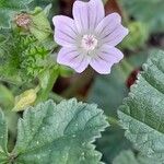 Malva neglecta 花