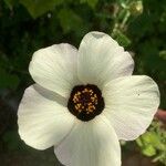 Hibiscus trionum Blomma