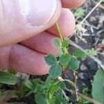 Trifolium glomeratum 葉