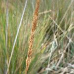 Polypogon magellanicus Floare